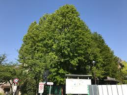 Image result for Liquidambar formosana