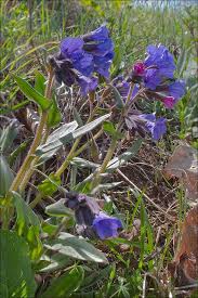 This lovely name means sweet violet, a type of alpine flower. 46 Different Types Of Purple Flowers With Names And Pictures