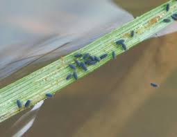 Springtails can be distinguished easily from fleas, which are springtails reproduce quickly with abundant food, humidity and habitat. Water Springtail Missouri Department Of Conservation