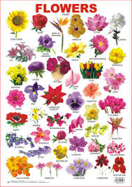 Educational Charts Series Flowers
