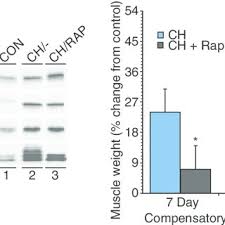 Raps about human a and p muscle / the human bones song science music video youtube / from medial surface of the 2 dentary bones i:. Pdf Resistance Exercise Muscle Loading Unloading And The Control Of Muscle Mass