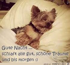 Hunde sind süße, brillante, treue und glückliche tiere. 18 Liebe Gute Nacht Grusse Ideen Gute Nacht Grusse Liebe Gute Nacht Grusse Gute Nacht