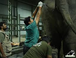 HariUpdate Hari's treatment continues with steady care and compassion. The  wounds on his body are being treated with antibiotics and painkillers. His  footpad abscess is also receiving focused attention, and our team