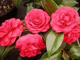 Alabama State Flower Camellia Also Its What Nanny Had Outside Her Front Door Blooming Plants Plants Winter Flowers