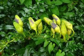 Image result for Vangueria vestita