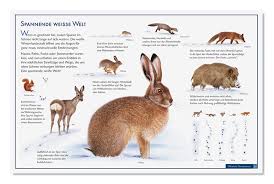 Tierspuren.net ist ein projekt um das bestimmen und spurenlesen von tierspuren zu erleichtern. Naturtafel Nr 36 Tierspuren Im Schnee Natur Verlag Wawra
