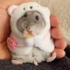 Explore tweets of free.hamster.pfps @freehamsterpics on twitter. Realistic Cute Hamster Bingo Cute Baby Animals Baby Hamster Funny Hamsters