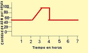 Durante este proceso las dobles hélices que forman el adn se van desenrollando hasta separarse, y nuevos nucleotidos formados en nuevas cadenas, aparecen y se relacionan con cada. 1 2 Interfase