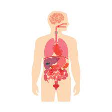 Vocabulary parts of the body. Organos Internos Del Cuerpo Humano Lista Completa