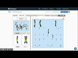 Karyotyping is a lab procedure that helps your doctor examine your chromosomes. Human Karyotyping Gizmo Explorelearning Youtube