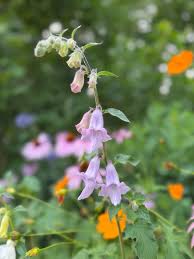 Image result for Ceratotheca