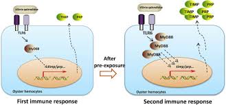 The Involvement Of Tlr Signaling And Anti Bacterial Effectors In Enhanced Immune Protection Of Oysters After Vibrio Splendidus Pre Exposure Sciencedirect
