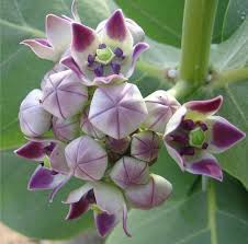 Pin On Flowering Bushes Shrubs