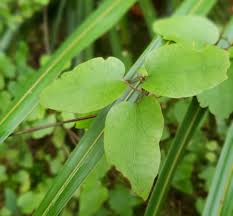 Learn more about clematis uses, effectiveness, possible side effects, interactions, dosage, user ratings and products that contain clematis. Clematis Nothland