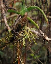 Image result for Mystacidium