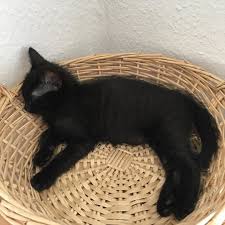Wir Starten Ganz Faul In Den Sonntag Und Ihr So Krumel In Ihrem Lieblingskorb Ubrigens Ab Kommender Woche Konnen Interessenten Fur Hunde Korb Rasseln