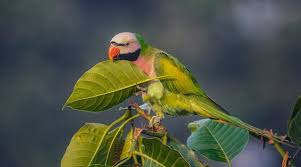 Keeping Birds Is Not Illegal!!!... - Exotic Birds In Kerala | Facebook