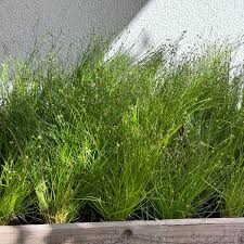 Image result for Isolepis prolifera