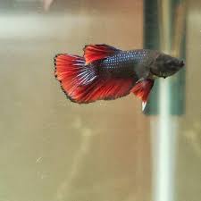 Baby Bettas For Sale Order Baby Bettas Online Petco