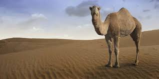 This cartoon animal is mostly made from lines and shapes. Camel Bites Off Its Owner S Head After It Was Made To Stand In The Heat All Day Album On Imgur
