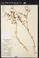 Image result for Cleome aculeata