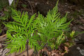 Image result for Doryopteris