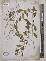 Image result for Salvadoraceae