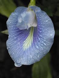 Image result for Clitoria kaessneri