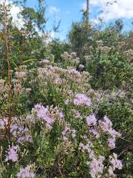 Image result for Hedbergia