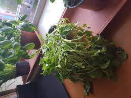 How To Restore Wilted Cilantro Gardening Landscaping Stack Exchange
