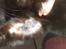 If your dog or cat usually comes running at meal time or even when you merely open the refrigerator. My Cat Had What Looked Like A Huge Abscess On His Arm 3 Weeks Or So Ago It Has Since Gotten Worse And Maybe Not An Abscess Could Be Petcoach