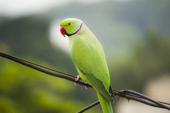 Indian Ringneck Parrot