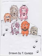 If you are unable to find your australian labradoodle puppy in our puppy for sale or dog for sale sections, please consider looking thru thousands of australian labradoodle dogs for adoption. Welcome To Dragonram Labradoodles Of Ottawa On
