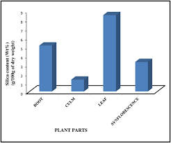 Image result for Acrachne