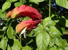 Image result for Achariaceae