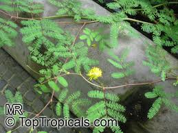 Image result for Neptunia oleracea