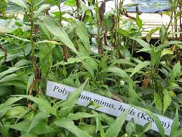 Kesum ataupun nama saintifiknya polygonum minus adalah tumbuhan aromatik dalam keluarga polygonaceae, yang tumbuh terutamanya di kawasan beriklim sederhana. Cara Menanam Pokok Kesum Dan 19 Khasiatnya Untuk Kesihatan