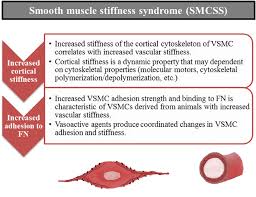 Check spelling or type a new query. Frontiers Smooth Muscle Cell Stiffness Syndrome Revisiting The Structural Basis Of Arterial Stiffness Physiology