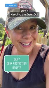 How I’m keeping the deer out of out garden #deer #deeratemygarden  #garden101 #gardendiy #deerrepellent #motiondetector #sprinkler #garden  #zone6b #growfood #vegtablegarden