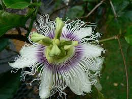 Image result for Passifloraceae