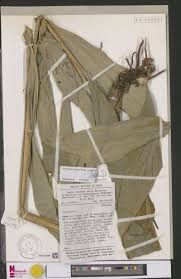 Image result for Renealmia africana