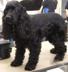 New English Cocker Spaniel Grooming Website Are From Jkl Ideas With Pictures Cocker Spaniel Haircut Cocker Spaniel Grooming Black Cocker Spaniel