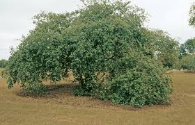 Maybe you would like to learn more about one of these? Mengenal Pohon Bidara Taksonomi Morfologi Manfaat Cara Tanam
