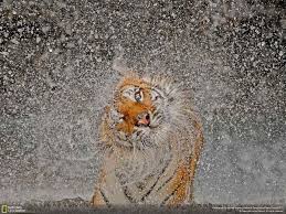 The Best National Geographic Photos Of All Time Whazzuuup National Geographic Photography National Geographic Photo Contest Animals