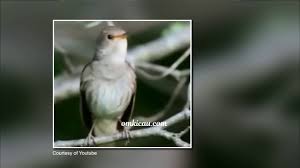 Burung flamboyan ini termasuk ke dalam burung kicau yang rajin gacor, jika anda ingin menghasilkan burung flamboyan gacor anda harus merawat dengan telaten dan tidak boleh ngasal. Merdu Dan Tajamnya Suara Burung Nightingale Atau Sikatan Londo Dengar Dan Download Om Kicau