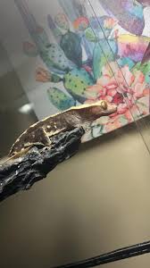 I have a 2-3 year old male crested gecko for rehoming with a few comes with  his 16x16x30 bioactive tank and everything he needs his lights and food  located in gas city