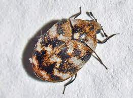 Hearts pest management provides carpet beetle control and free carpet beetle inspections. How To Get Rid Of Carpet Beetles More Canberra Pest Control Canberra Pest Control
