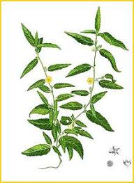 Image result for Sida hoepfneri