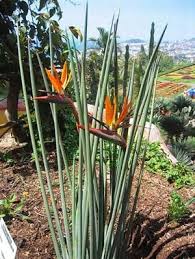 Large Bird Of Paradise Plant For Sale Uk Pin On Strelitzia