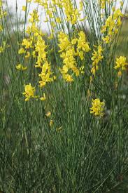 Image result for Aptosimum junceum